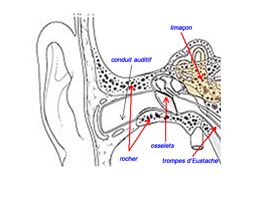 l'oreille