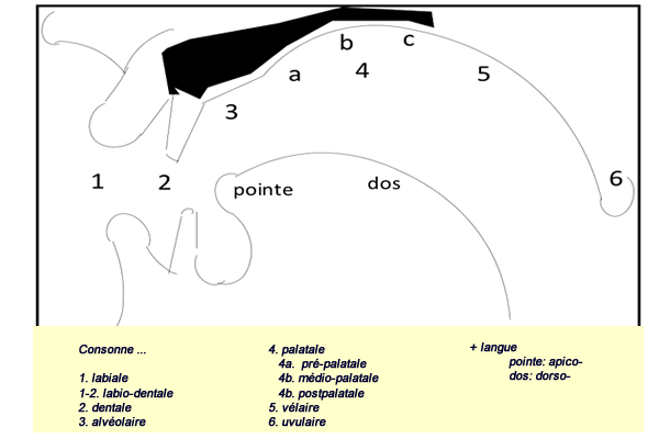 Adjectifs des lieux d'articulation