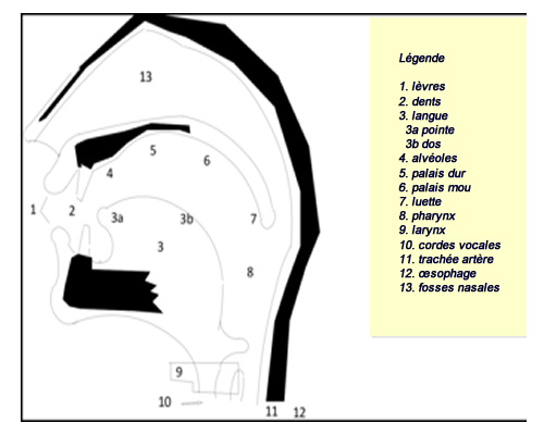 organes phonateurs