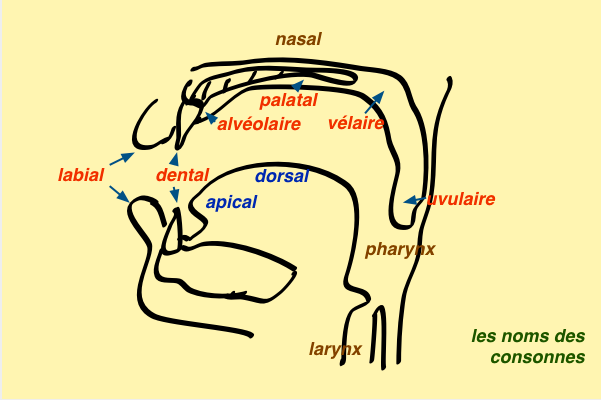 tableau des consonnes